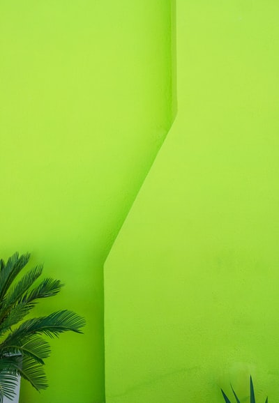 Next to the green wall green palm trees

